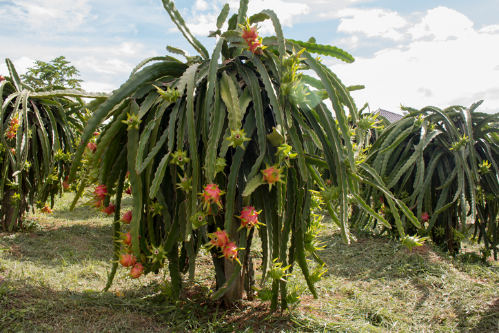 Pitahaya-kaktusfrukt